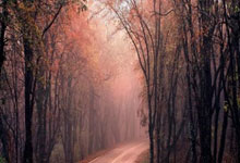 尊龙凯时：巴西新帅4选1安切洛蒂在列 内马尔提议：请回63岁旧帅.